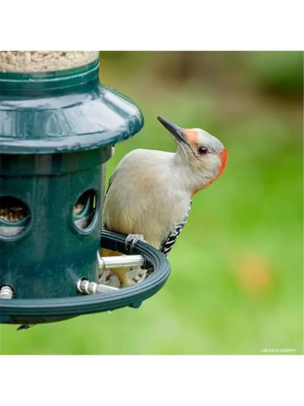 New Squirrel Buster Plus Squirrel-proof Bird Feeder w/Cardinal Ring and 6 Feedin